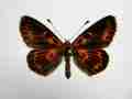 Melitaea didyma (cold shock abberant) 1 (Internet Image property of respective owner, non-commercial use only)